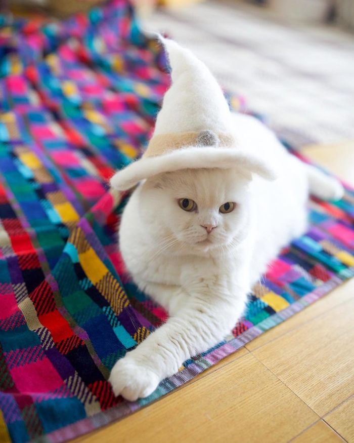 japanese-artist-creates-tiny-hats-made-out-of-his-cats-shed-fur-and-the-results-go-viral-on-instagram-08