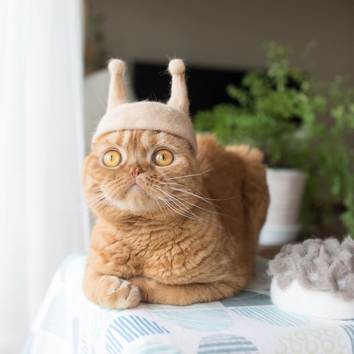 japanese-artist-creates-tiny-hats-made-out-of-his-cats-shed-fur-and-the-results-go-viral-on-instagram-09