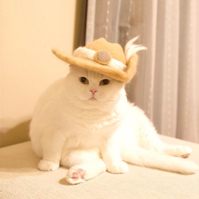 japanese-artist-creates-tiny-hats-made-out-of-his-cats-shed-fur-and-the-results-go-viral-on-instagram-11
