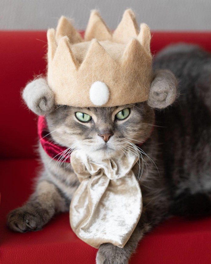 japanese-artist-creates-tiny-hats-made-out-of-his-cats-shed-fur-and-the-results-go-viral-on-instagram-12