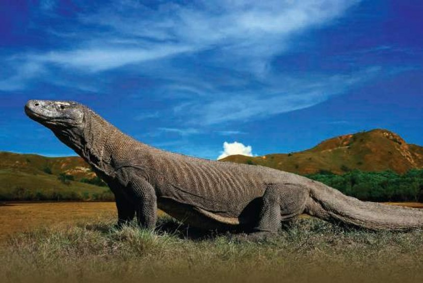 Komodo Dragons, the Incredible Creatures on Earth - Mara River Safari Lodge