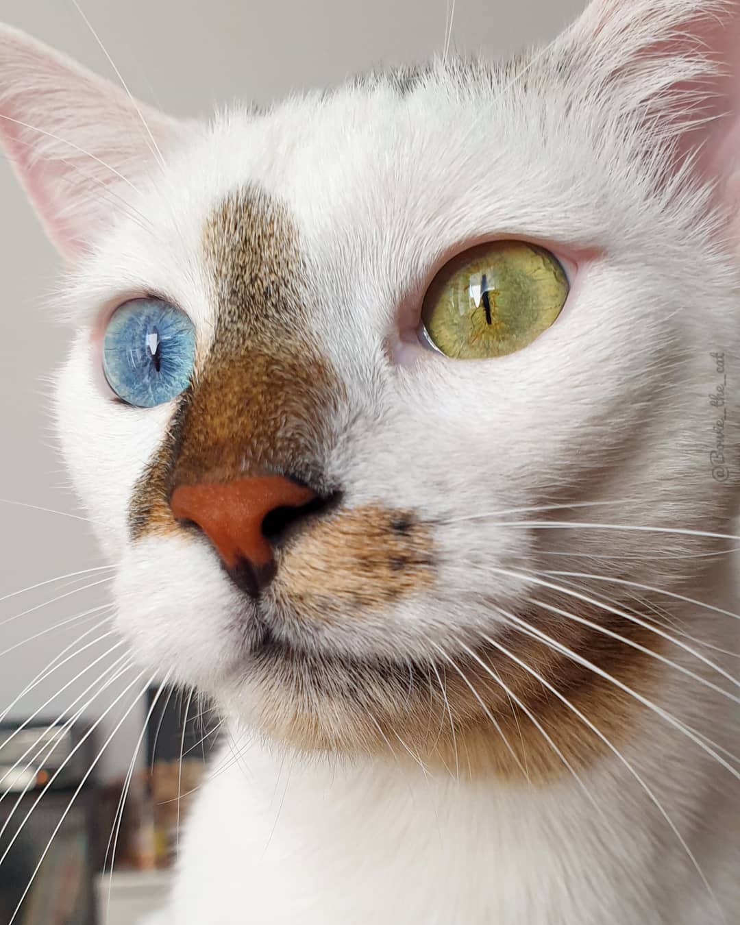 meet-bowie-the-rescue-kitten-with-different-colored-eyes-that-s-going-viral-on-instagram-01