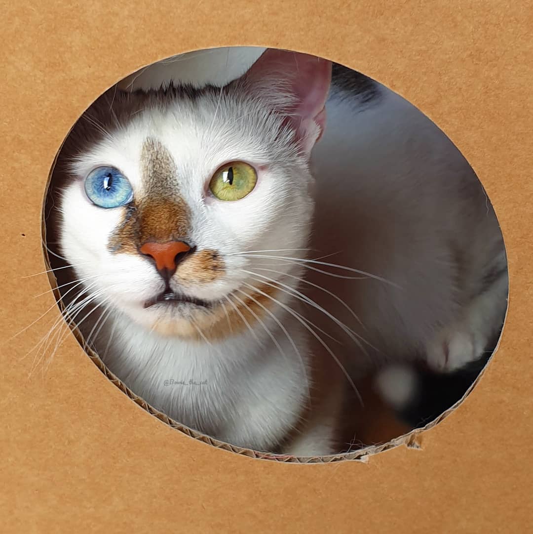 meet-bowie-the-rescue-kitten-with-different-colored-eyes-that-s-going-viral-on-instagram-02