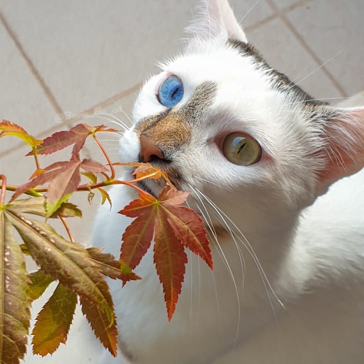 meet-bowie-the-rescue-kitten-with-different-colored-eyes-that-s-going-viral-on-instagram-03