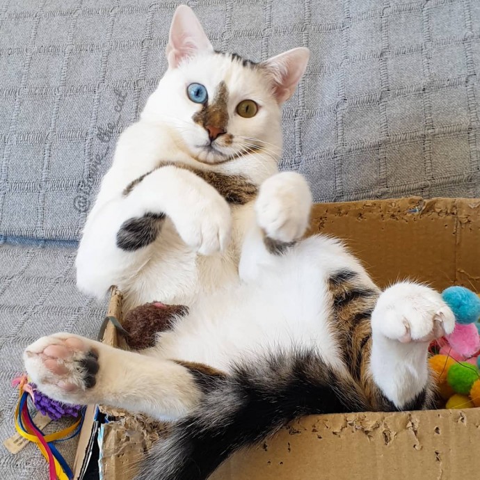 meet-bowie-the-rescue-kitten-with-different-colored-eyes-that-s-going-viral-on-instagram-04