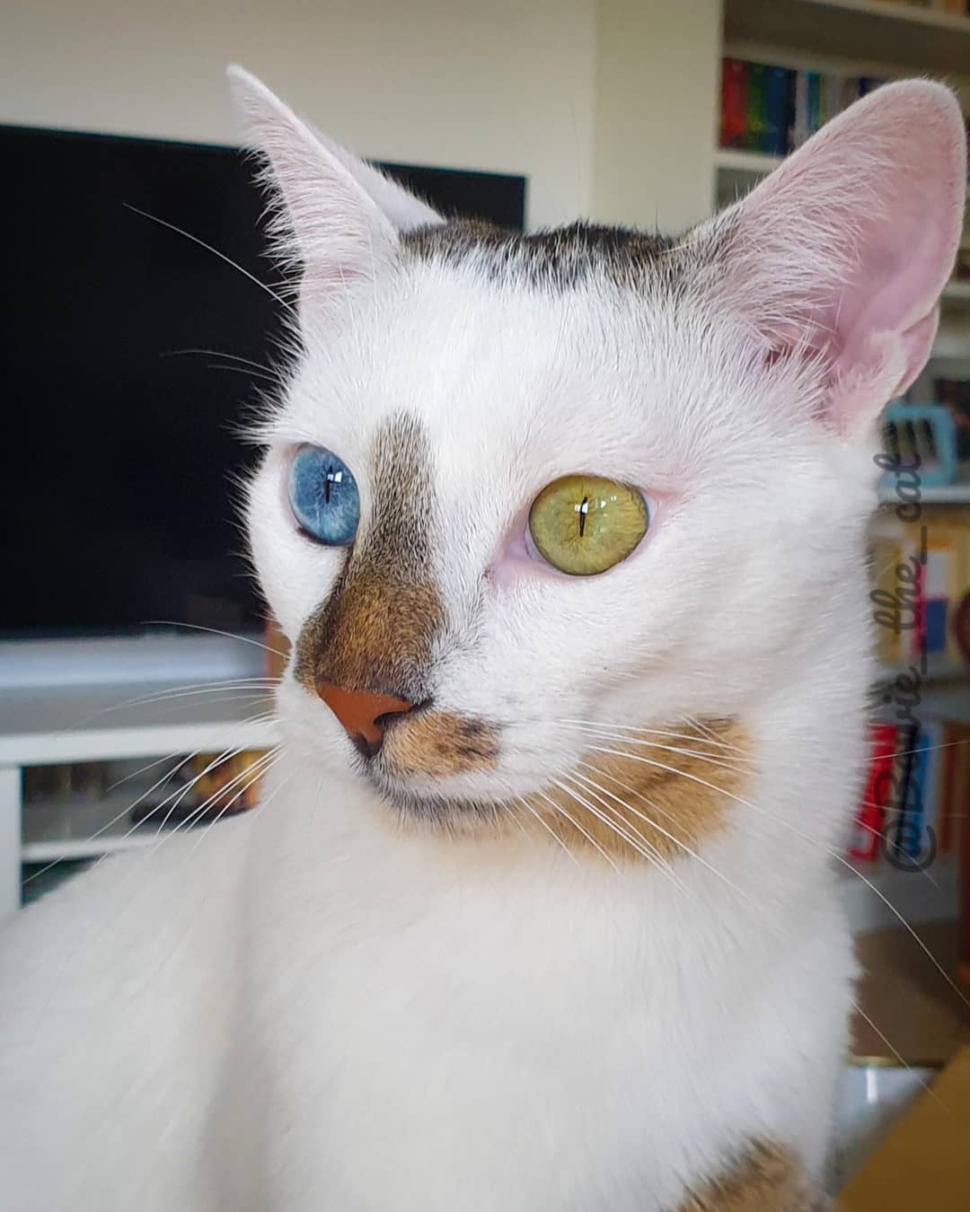 meet-bowie-the-rescue-kitten-with-different-colored-eyes-that-s-going-viral-on-instagram-05