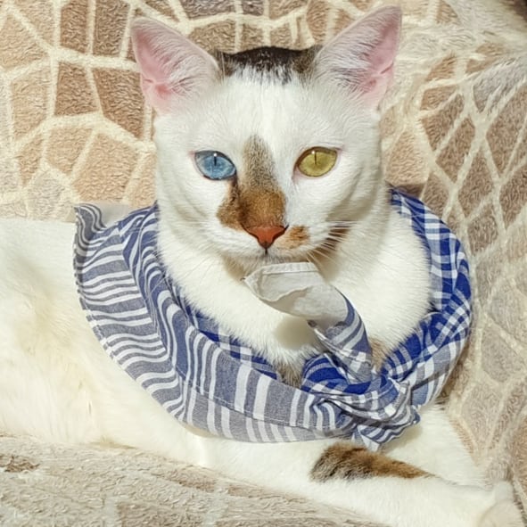 meet-bowie-the-rescue-kitten-with-different-colored-eyes-that-s-going-viral-on-instagram-06