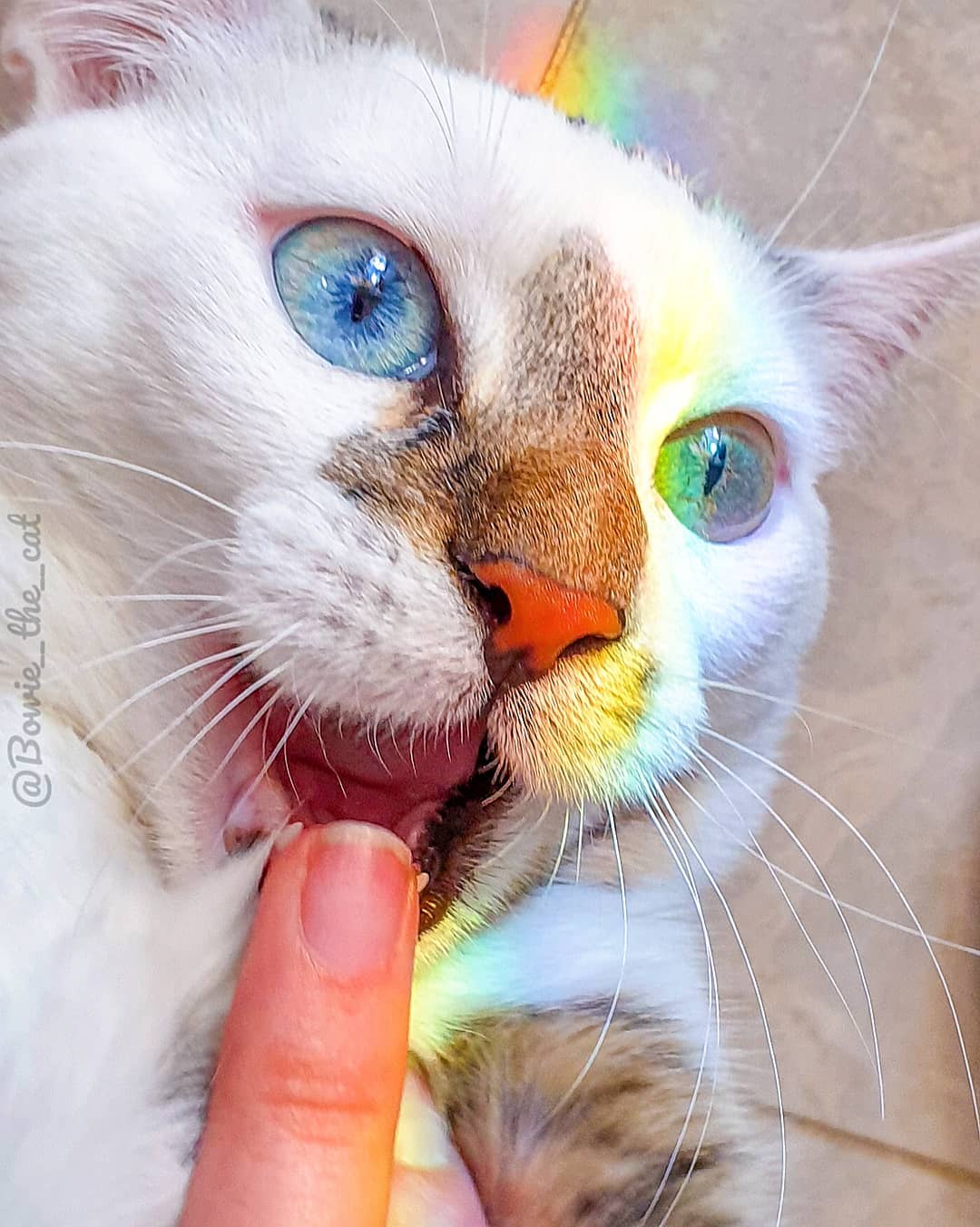 meet-bowie-the-rescue-kitten-with-different-colored-eyes-that-s-going-viral-on-instagram-07
