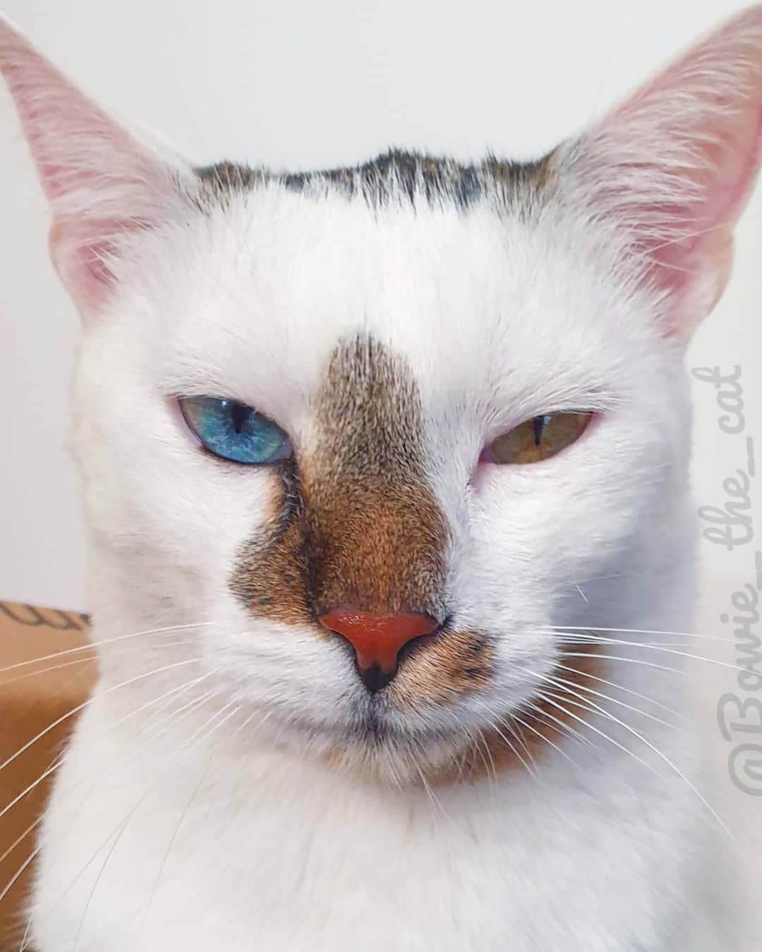 meet-bowie-the-rescue-kitten-with-different-colored-eyes-that-s-going-viral-on-instagram-08