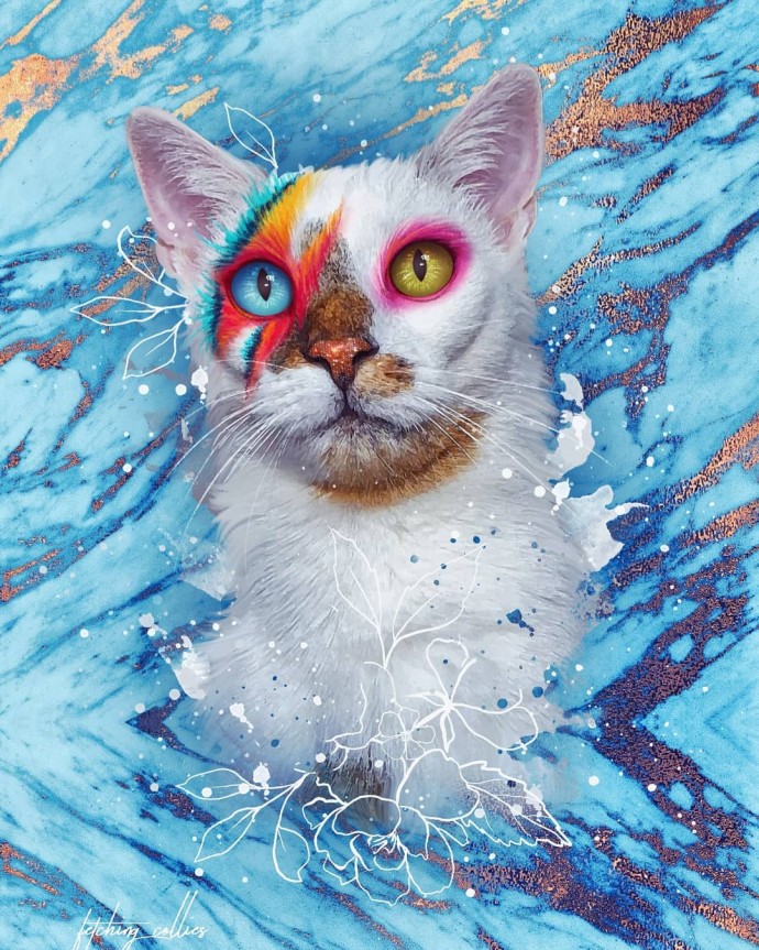 meet-bowie-the-rescue-kitten-with-different-colored-eyes-that-s-going-viral-on-instagram-09