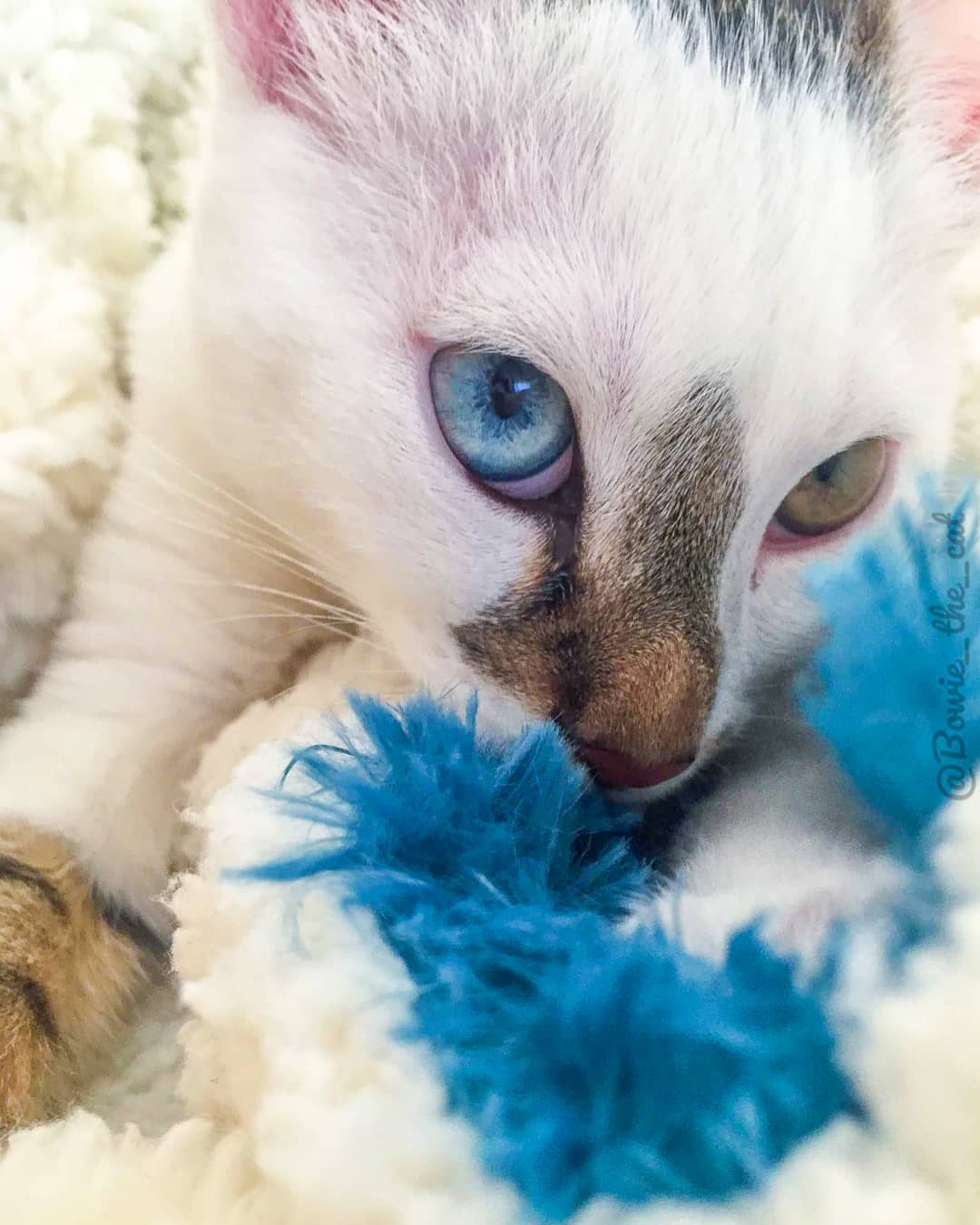 meet-bowie-the-rescue-kitten-with-different-colored-eyes-that-s-going-viral-on-instagram-10