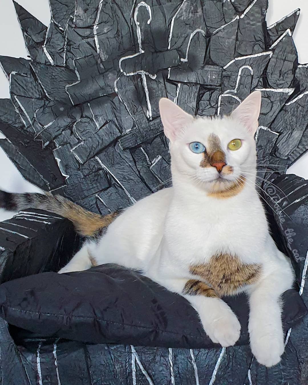meet-bowie-the-rescue-kitten-with-different-colored-eyes-that-s-going-viral-on-instagram-11