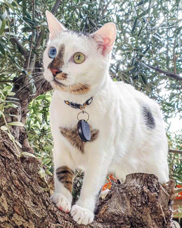meet-bowie-the-rescue-kitten-with-different-colored-eyes-that-s-going-viral-on-instagram-12