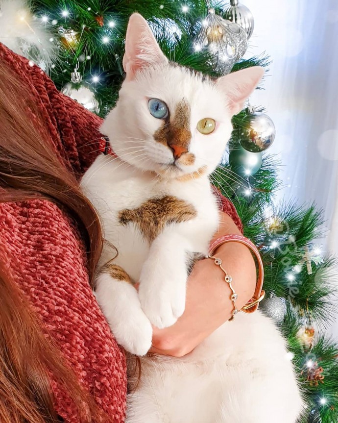 meet-bowie-the-rescue-kitten-with-different-colored-eyes-that-s-going-viral-on-instagram-13