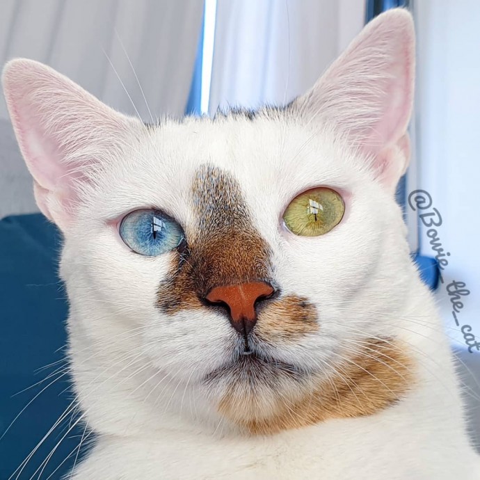 meet-bowie-the-rescue-kitten-with-different-colored-eyes-that-s-going-viral-on-instagram-14