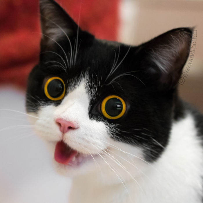 meet-izzy-the-cat-with-the-funniest-facial-expressions-that-s-going-viral-on-instagram-01
