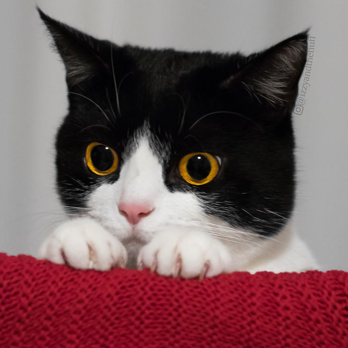 meet-izzy-the-cat-with-the-funniest-facial-expressions-that-s-going-viral-on-instagram-02