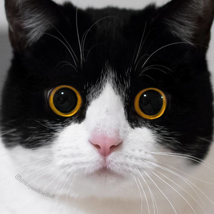 meet-izzy-the-cat-with-the-funniest-facial-expressions-that-s-going-viral-on-instagram-03