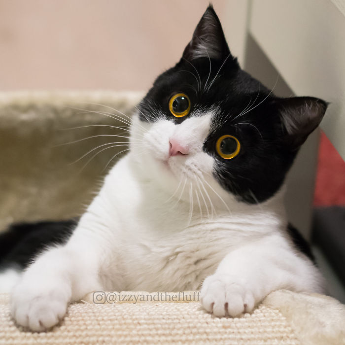 meet-izzy-the-cat-with-the-funniest-facial-expressions-that-s-going-viral-on-instagram-04