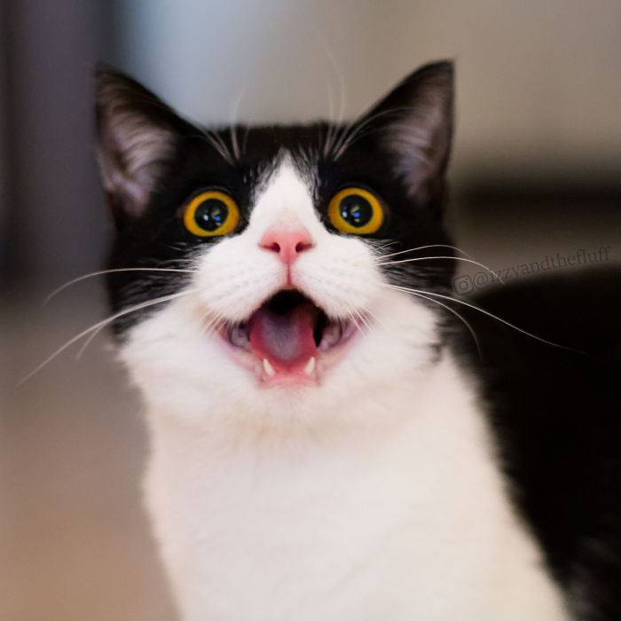 meet-izzy-the-cat-with-the-funniest-facial-expressions-that-s-going-viral-on-instagram-05