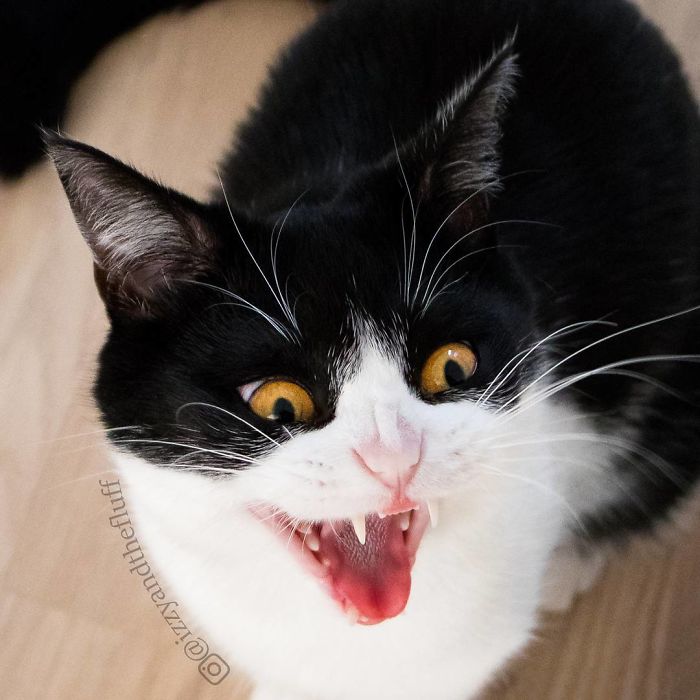 meet-izzy-the-cat-with-the-funniest-facial-expressions-that-s-going-viral-on-instagram-06