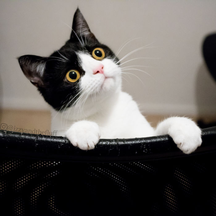 meet-izzy-the-cat-with-the-funniest-facial-expressions-that-s-going-viral-on-instagram-07