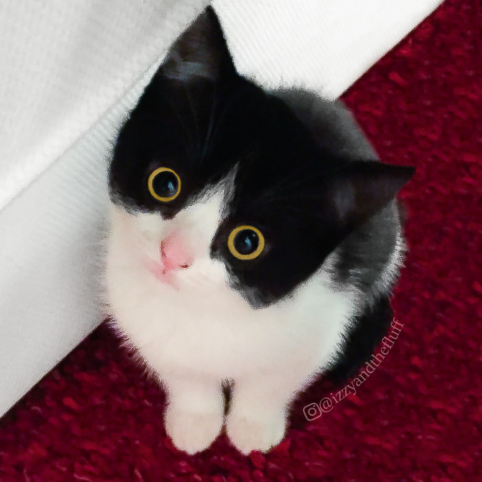 meet-izzy-the-cat-with-the-funniest-facial-expressions-that-s-going-viral-on-instagram-08