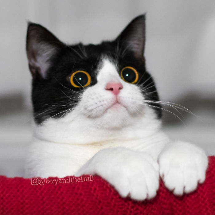 meet-izzy-the-cat-with-the-funniest-facial-expressions-that-s-going-viral-on-instagram-09