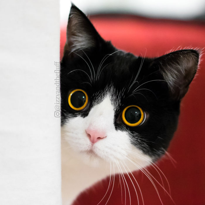 meet-izzy-the-cat-with-the-funniest-facial-expressions-that-s-going-viral-on-instagram-10