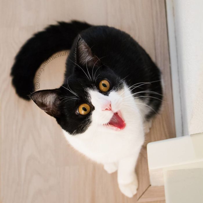 meet-izzy-the-cat-with-the-funniest-facial-expressions-that-s-going-viral-on-instagram-11