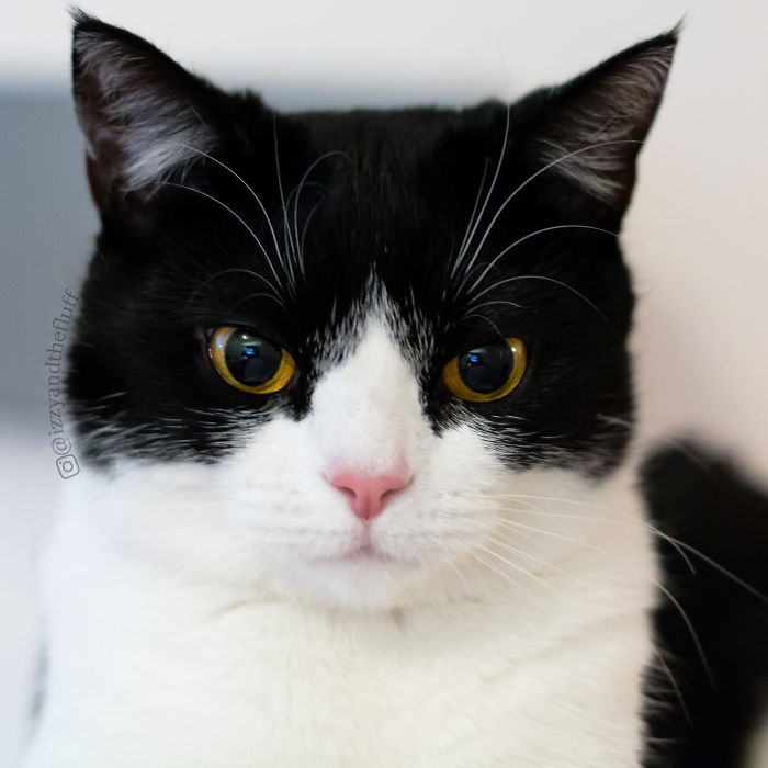 meet-izzy-the-cat-with-the-funniest-facial-expressions-that-s-going-viral-on-instagram-12