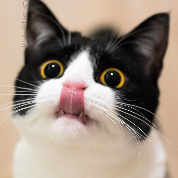 meet-izzy-the-cat-with-the-funniest-facial-expressions-that-s-going-viral-on-instagram-13