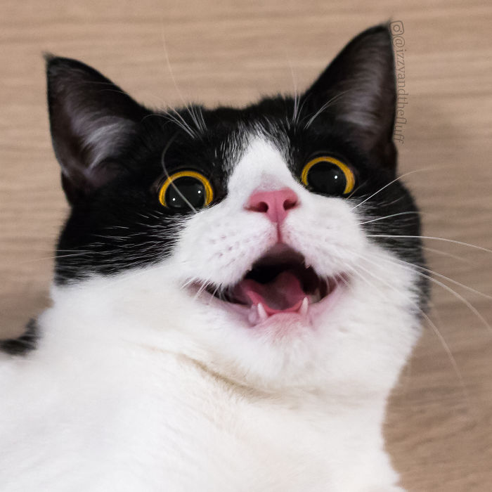 meet-izzy-the-cat-with-the-funniest-facial-expressions-that-s-going-viral-on-instagram-14