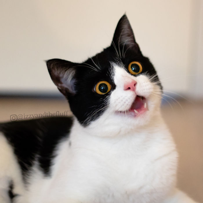 meet-izzy-the-cat-with-the-funniest-facial-expressions-that-s-going-viral-on-instagram-15