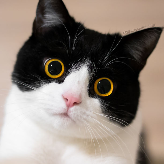 meet-izzy-the-cat-with-the-funniest-facial-expressions-that-s-going-viral-on-instagram-16