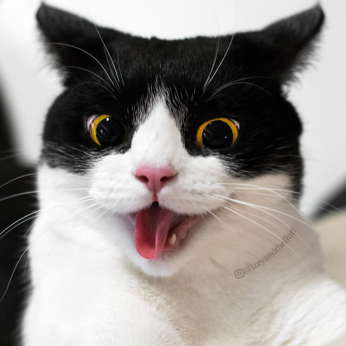meet-izzy-the-cat-with-the-funniest-facial-expressions-that-s-going-viral-on-instagram-18
