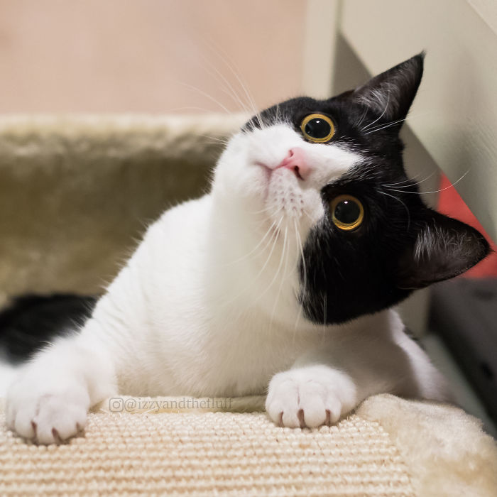 meet-izzy-the-cat-with-the-funniest-facial-expressions-that-s-going-viral-on-instagram-19