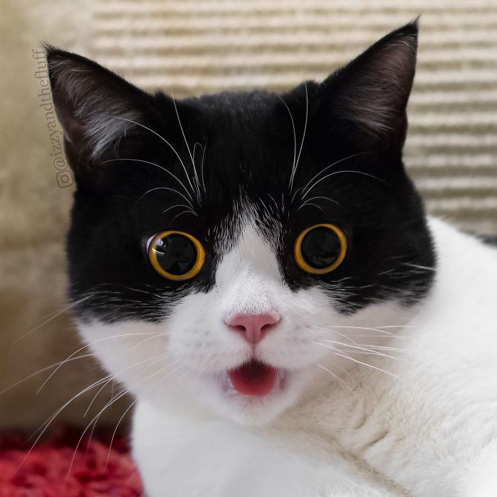 meet-izzy-the-cat-with-the-funniest-facial-expressions-that-s-going-viral-on-instagram-20