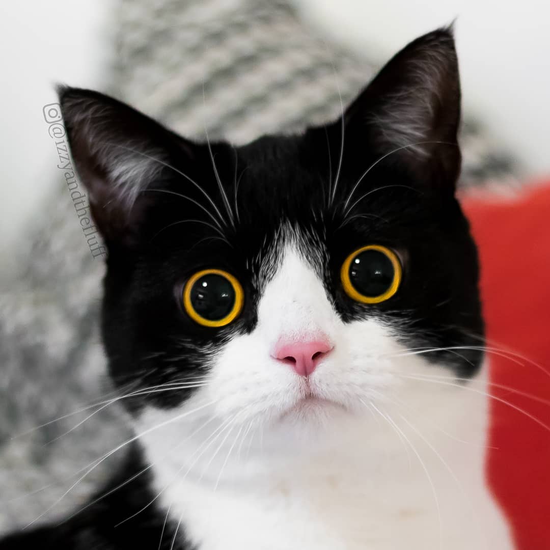 meet-izzy-the-cat-with-the-funniest-facial-expressions-that-s-going-viral-on-instagram-22