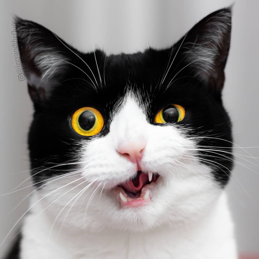 meet-izzy-the-cat-with-the-funniest-facial-expressions-that-s-going-viral-on-instagram-24