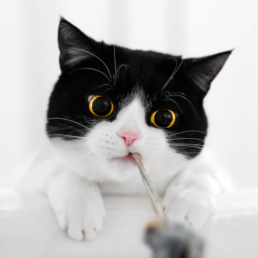 meet-izzy-the-cat-with-the-funniest-facial-expressions-that-s-going-viral-on-instagram-26