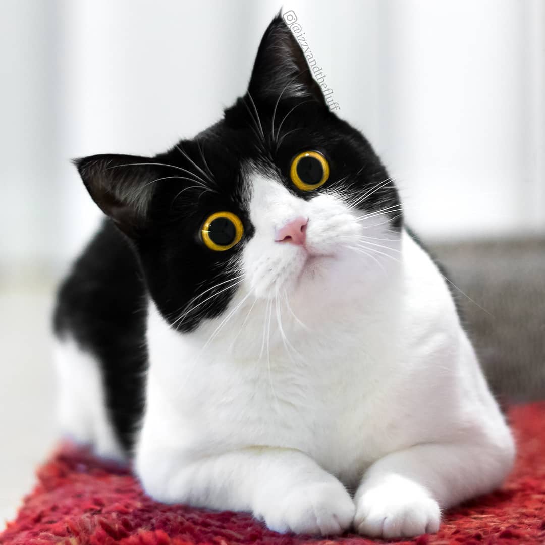 meet-izzy-the-cat-with-the-funniest-facial-expressions-that-s-going-viral-on-instagram-28