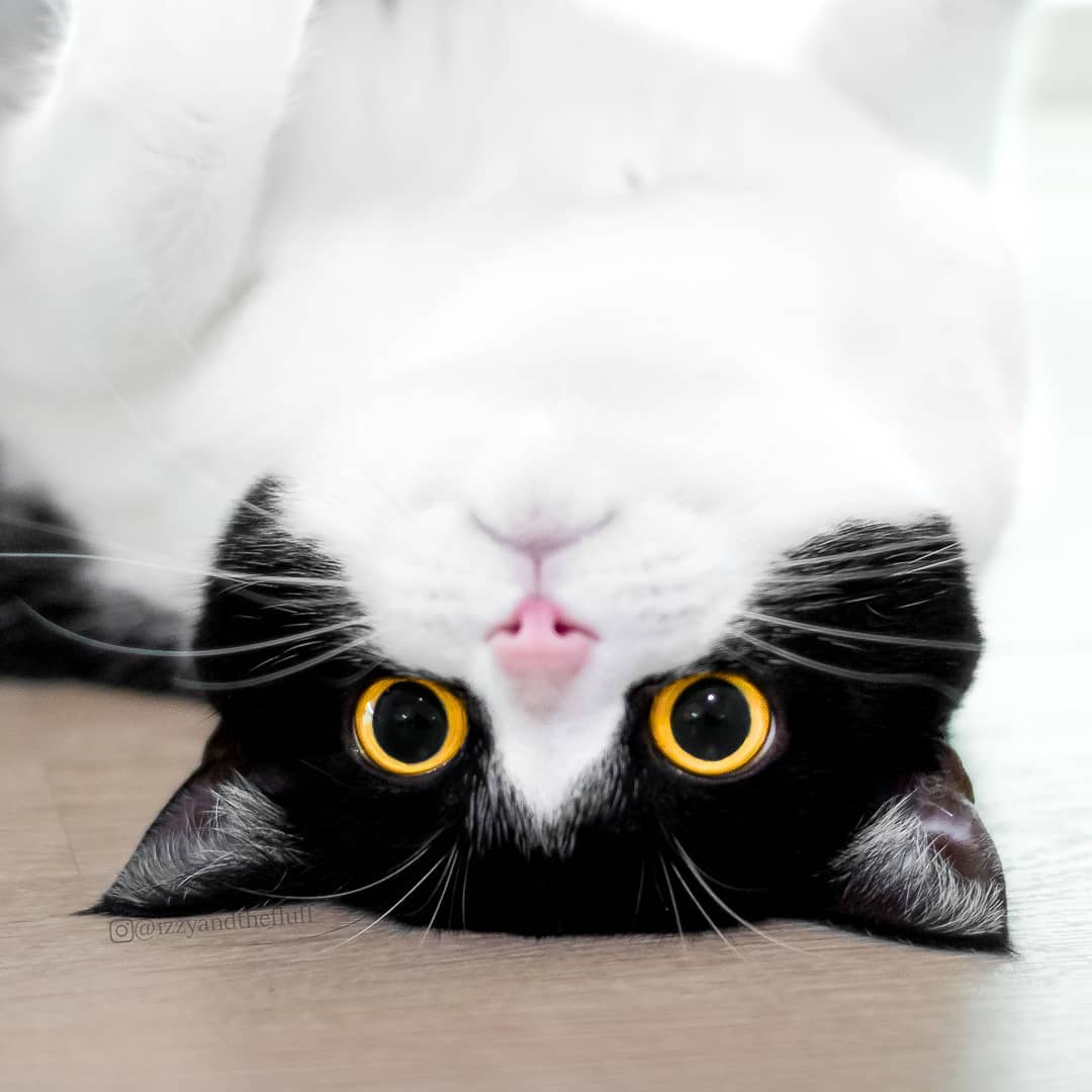 meet-izzy-the-cat-with-the-funniest-facial-expressions-that-s-going-viral-on-instagram-29