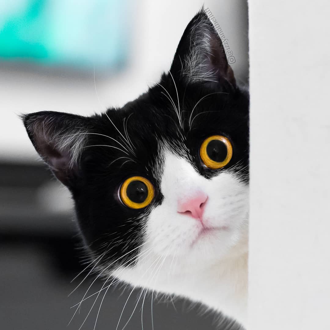 meet-izzy-the-cat-with-the-funniest-facial-expressions-that-s-going-viral-on-instagram-30