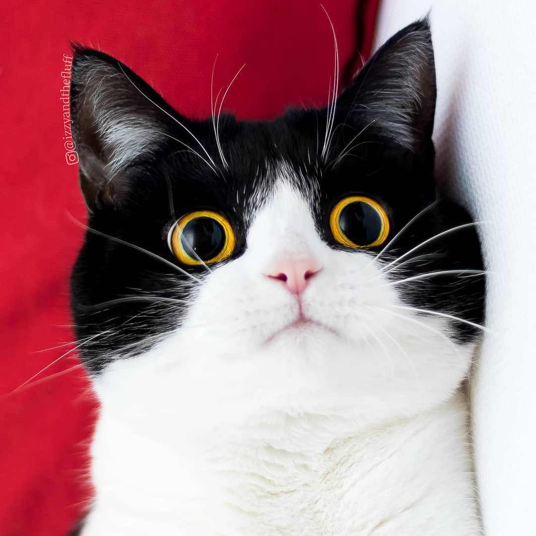 meet-izzy-the-cat-with-the-funniest-facial-expressions-that-s-going-viral-on-instagram-31