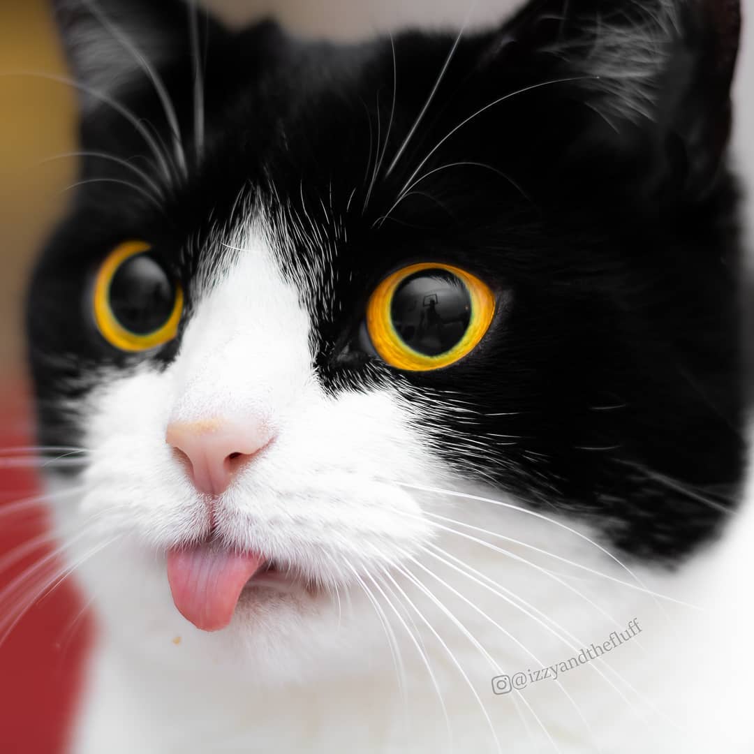 meet-izzy-the-cat-with-the-funniest-facial-expressions-that-s-going-viral-on-instagram-36
