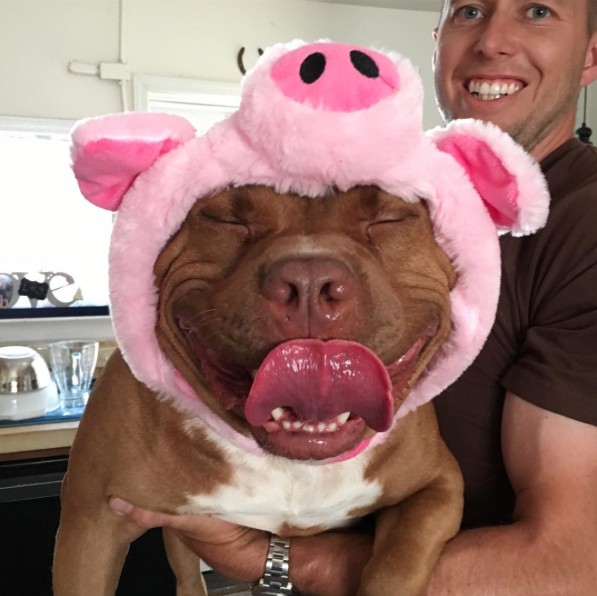 Rescue Dog Can't Stop Smiling After Being Saved, Helps Couple Find Love
