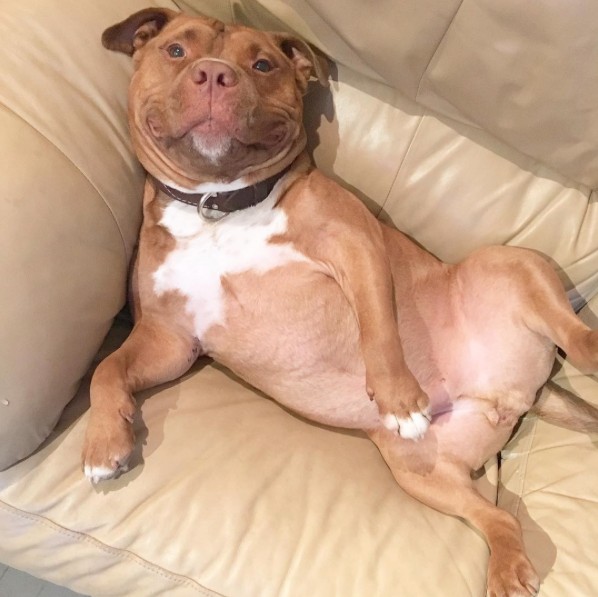 Rescue Dog Can't Stop Smiling After Being Saved, Helps Couple Find Love
