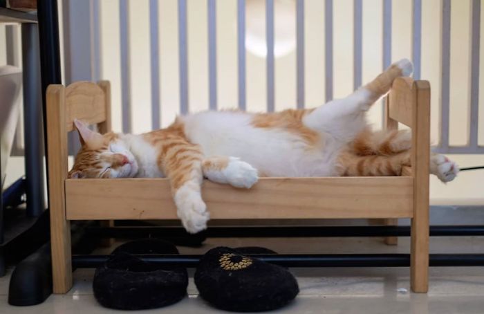 people-are-buying-ikea-s-doll-beds-for-their-cats-and-these-photos-prove-it-s-the-purrfect-solution-01