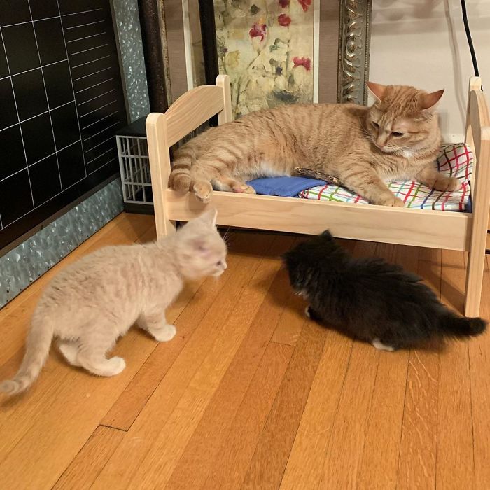 people-are-buying-ikea-s-doll-beds-for-their-cats-and-these-photos-prove-it-s-the-purrfect-solution-02